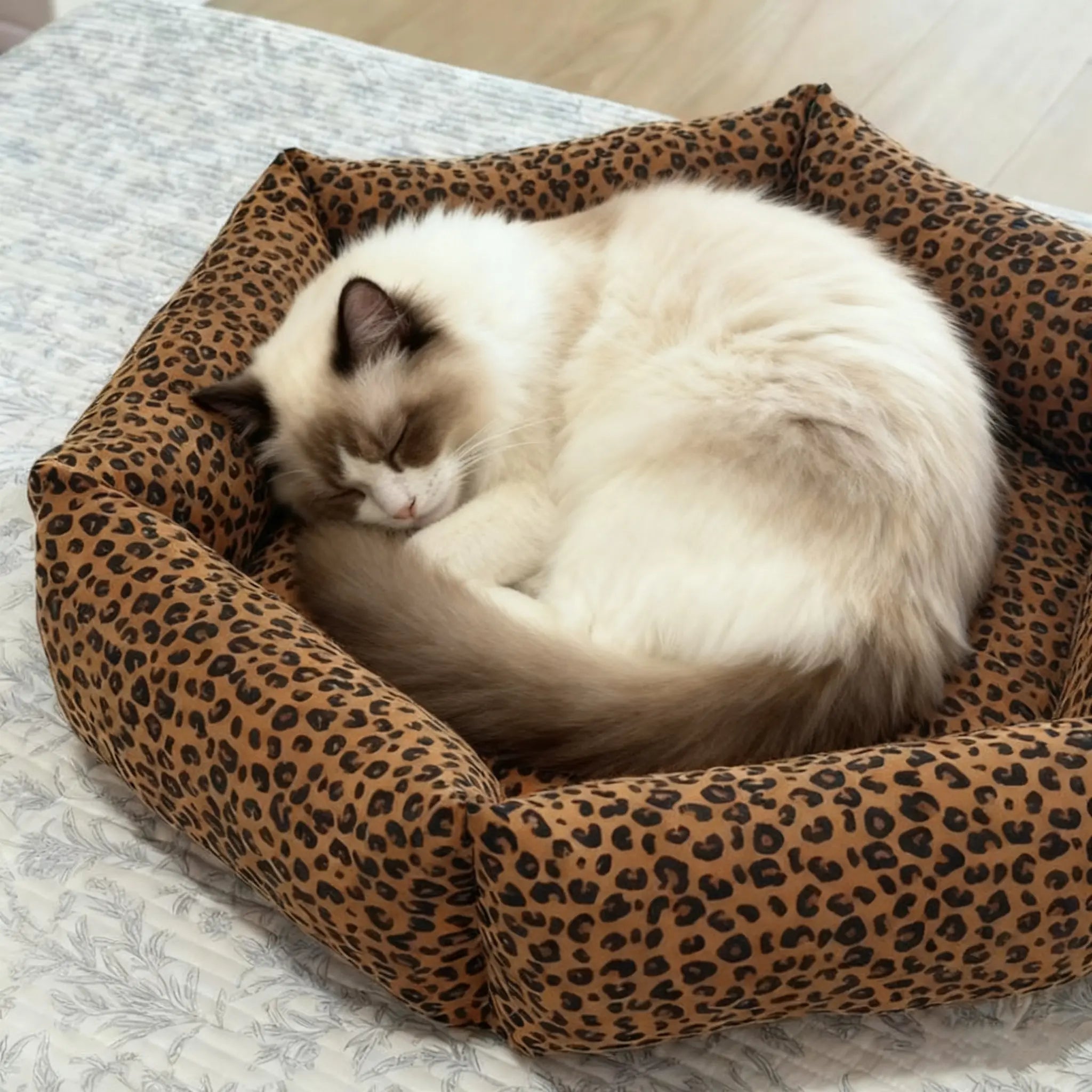 White cat sleeping in a leopard print pet bed on a light-colored surface