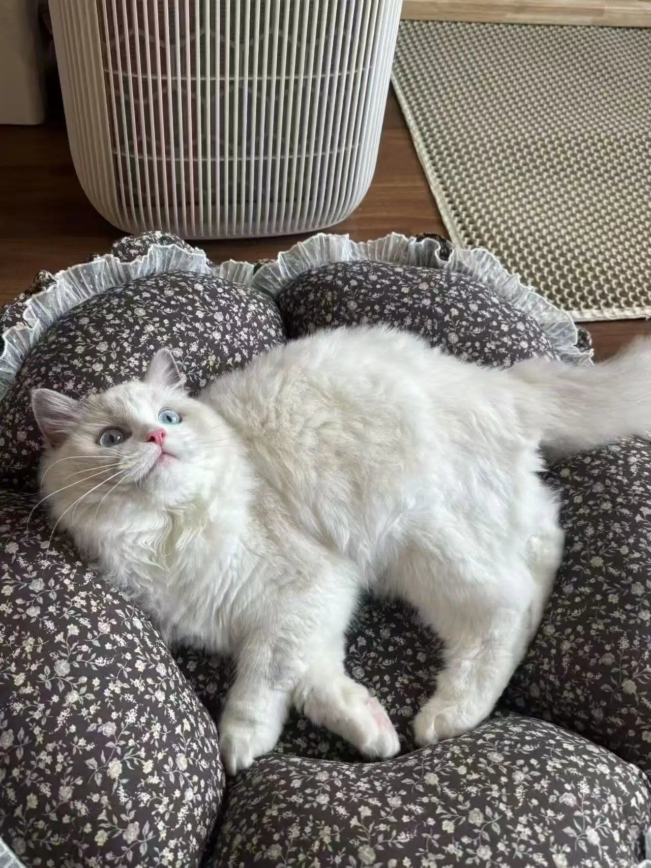 White cat lying on a floral-patterned cushion