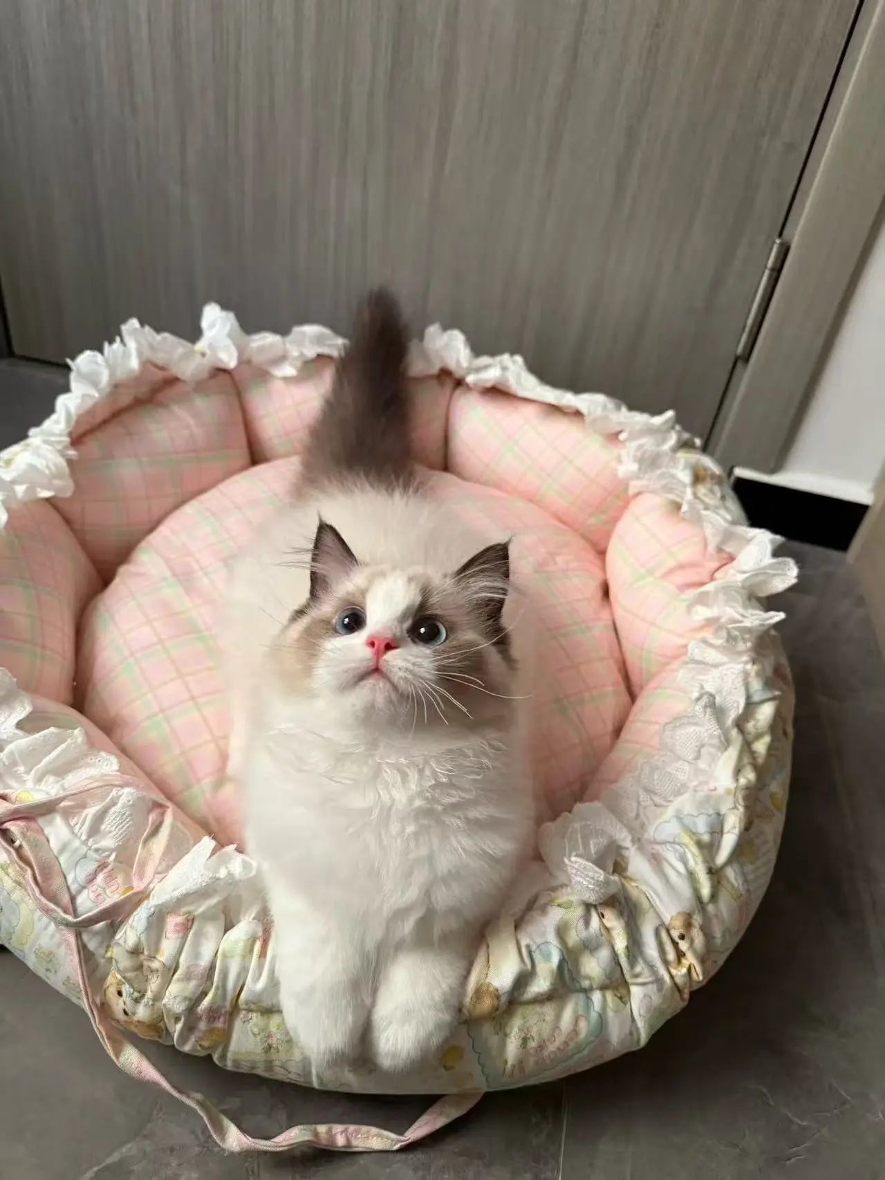Cat sitting on a pink pet bed with ruffles