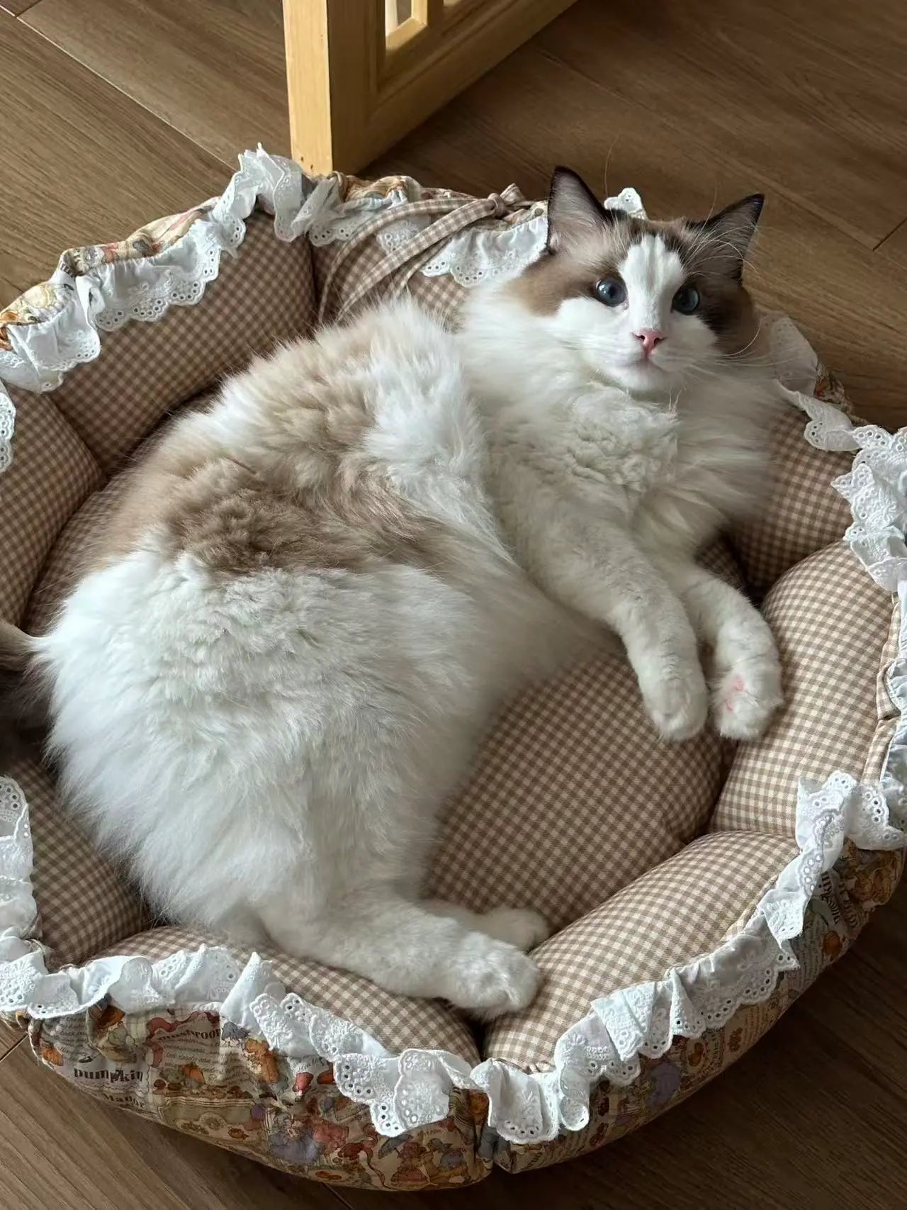 Cat lying on a decorative pet bed with lace trim on a wooden floor.